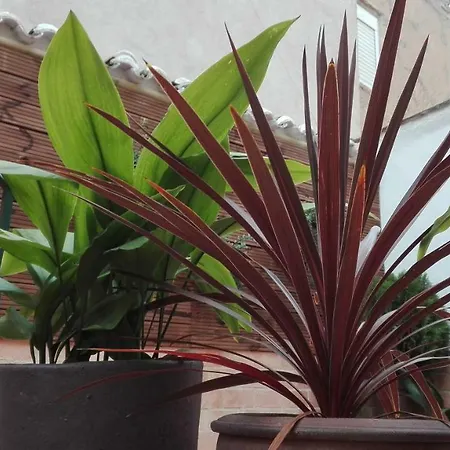 La Casa De Abuelas * Toledo